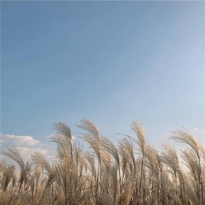 荒野大乱斗百度游客登录版下载